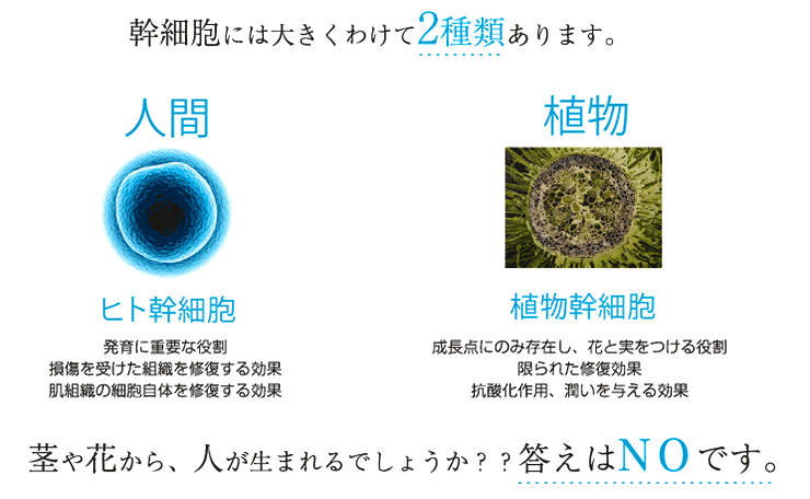 でなければ皮膚を修復する効果が無い