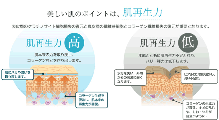 美しい肌のポイントは肌再生力