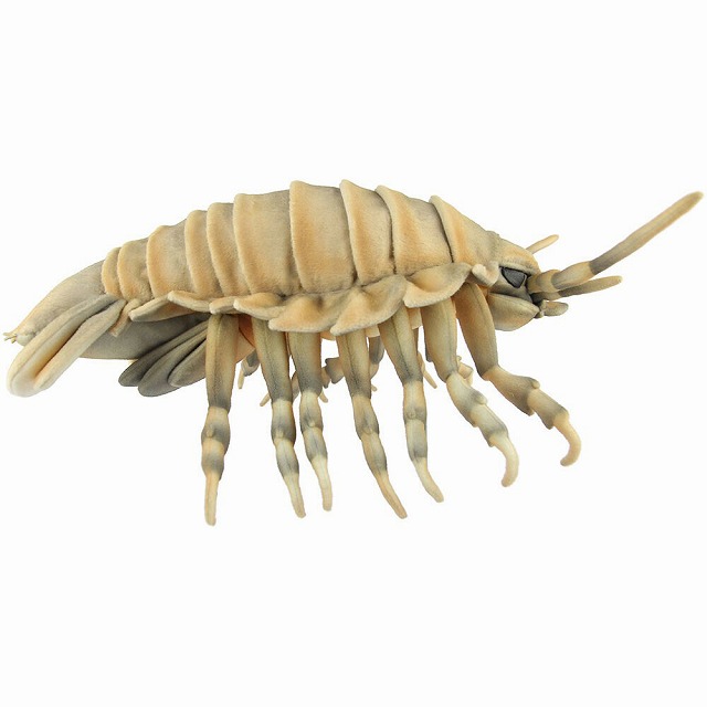 ハンサ ダイオウグソクムシ  W24×H13×D37cm